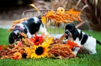 Best Dog Food List 