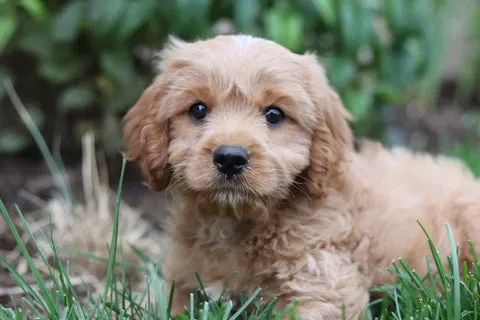 best treats for puppies