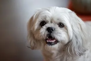 Bichon Frise dog