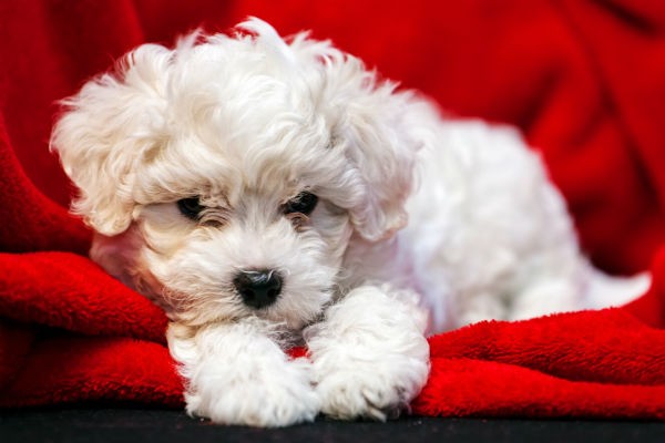 Bichon Frise with a fluffy white coat, a classic hypoallergenic breed.