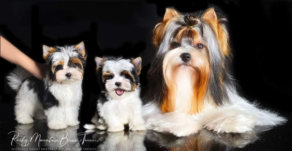Biewer Terrier puppies