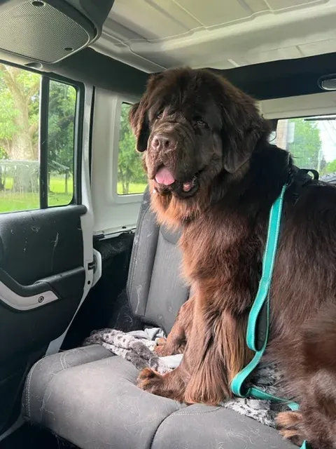 big brown dog drooling in the back seat of a car