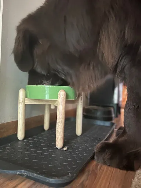 Big dog eating food out of raised slow feeder bowl