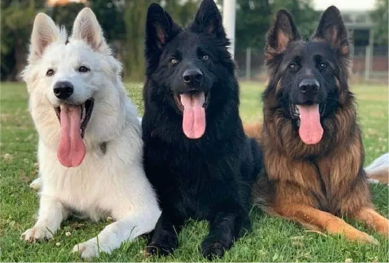 Black and Tan German Shepherd