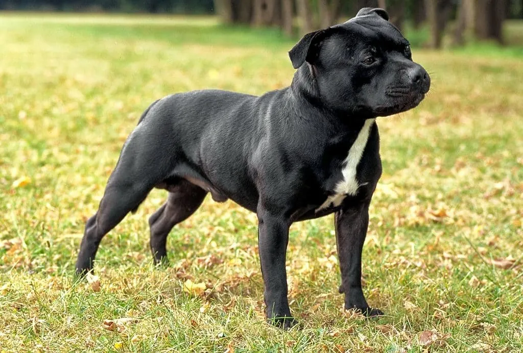 Black and White Staffordshire Bull Terrier Smiling