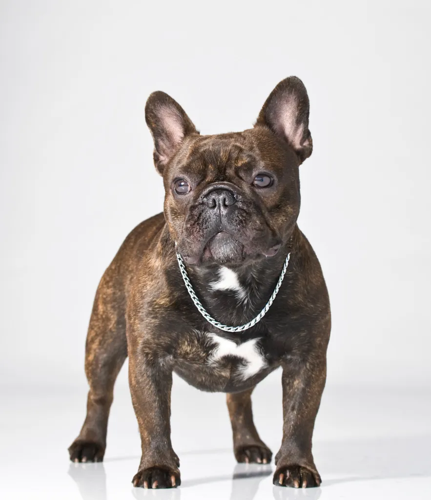 Black French Bulldog puppy with a curious expression