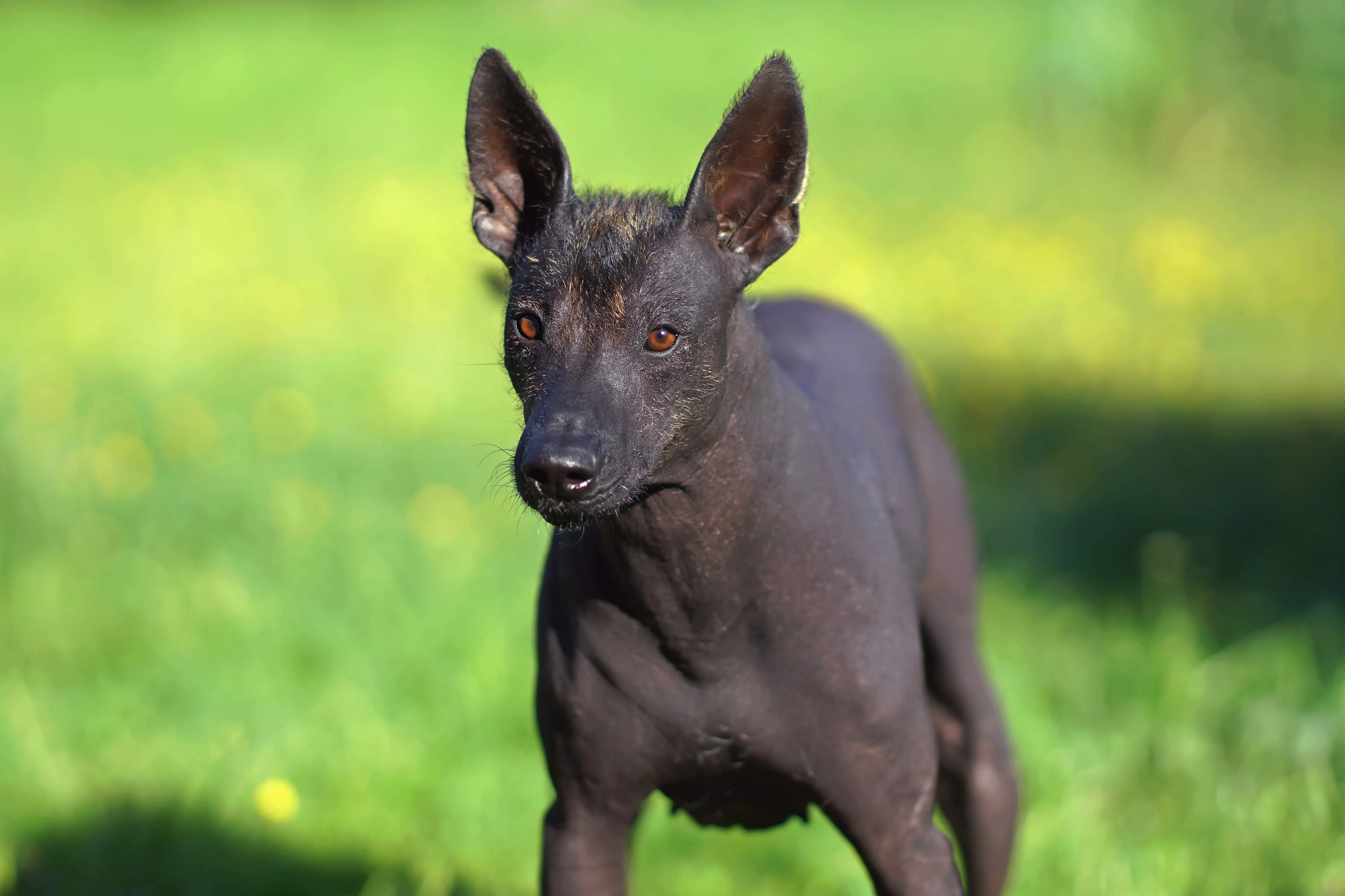 Black hairless Xoloitzcuintli dog standing in green grass