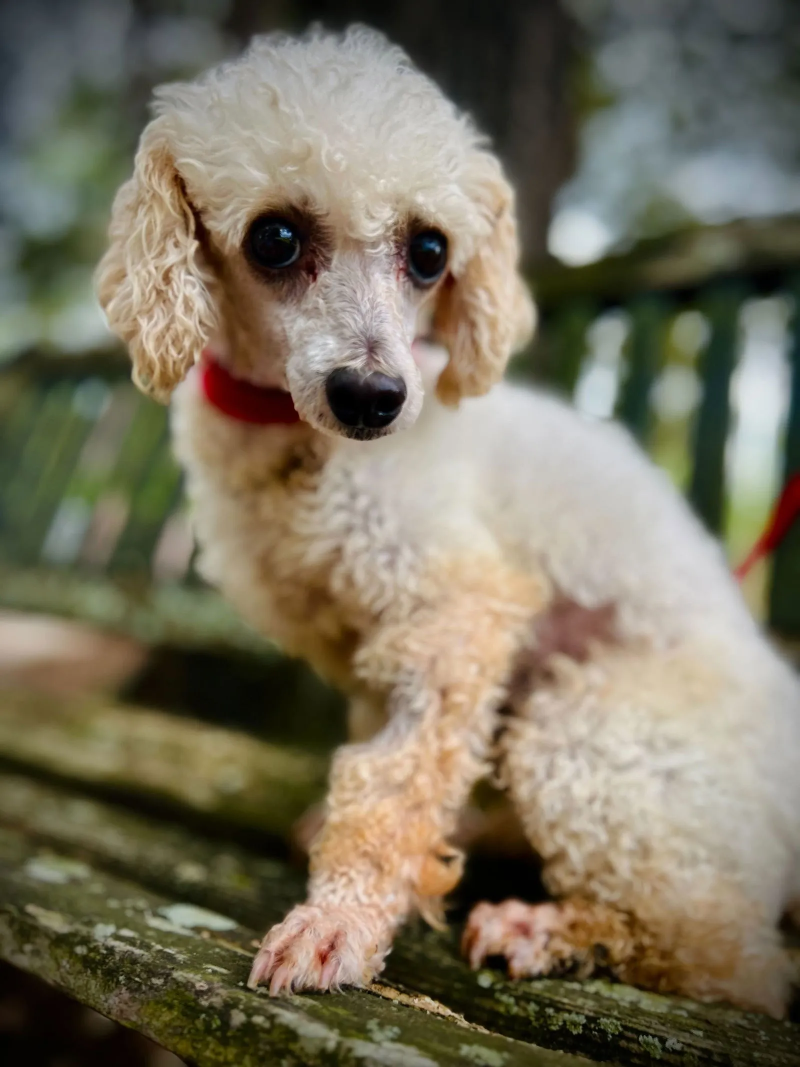 Black Miniature Poodle Puppy Portrait