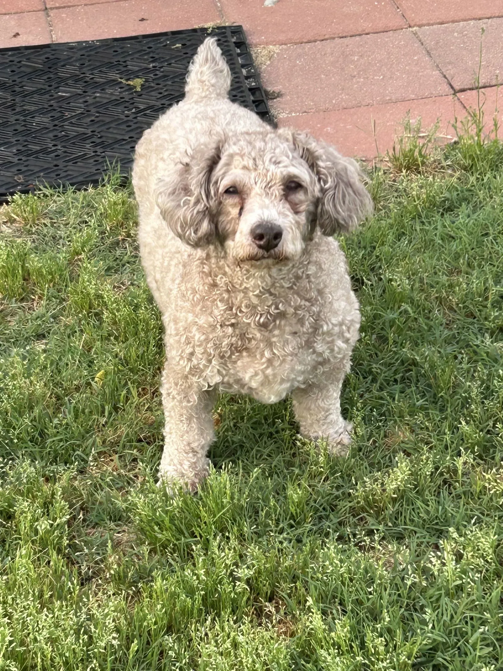 Black Miniature Poodle Puppy Sitting
