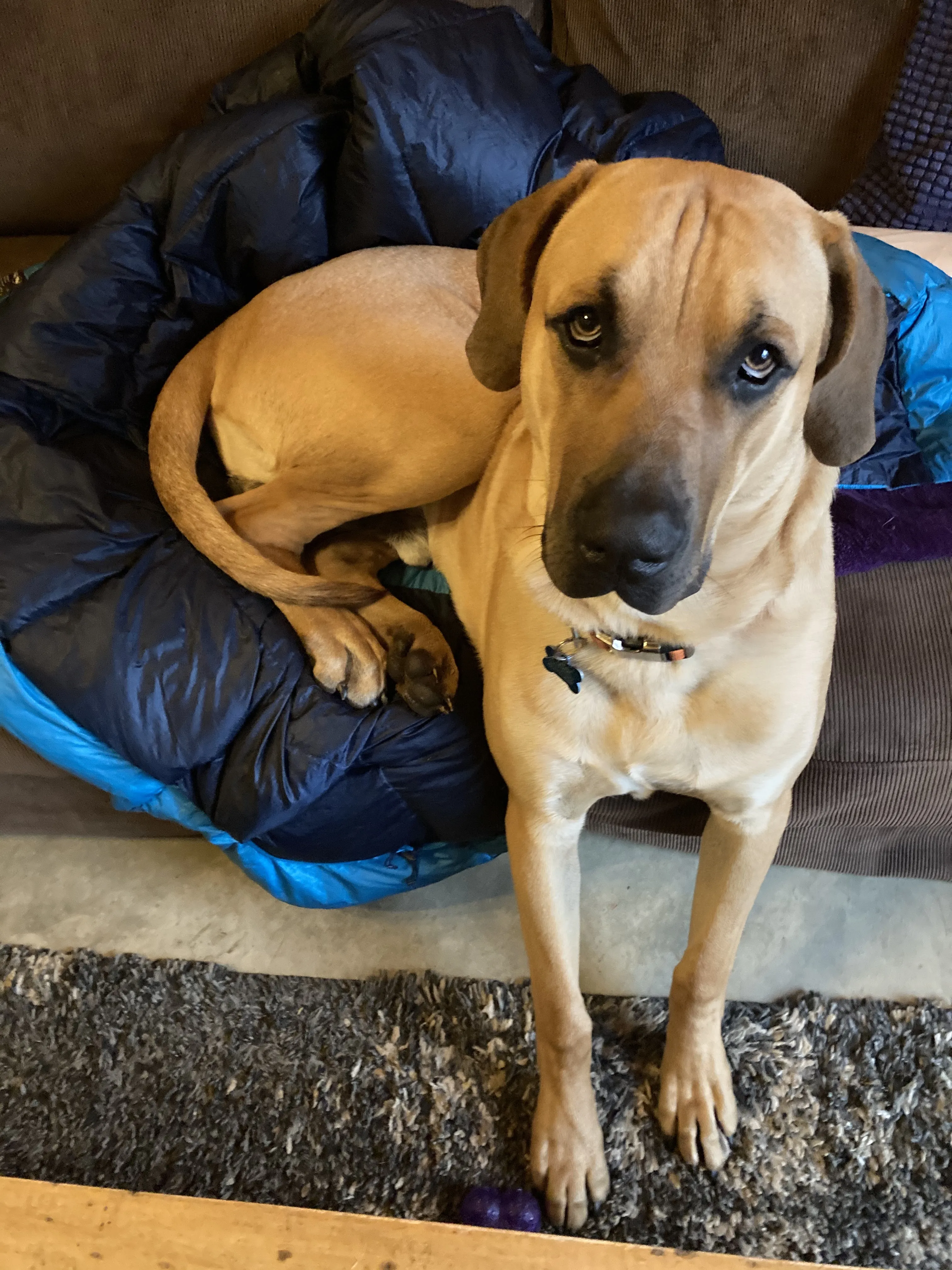Black Mouth Cur Puppy on Couch