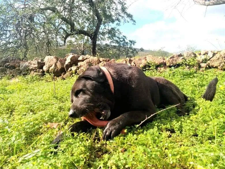 Black Nero, a strong Cane Corso mix, enjoying an Nylabone toy that withstands his destructive chewing
