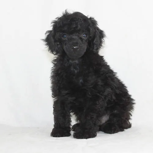 Black Poodle Puppy Portrait