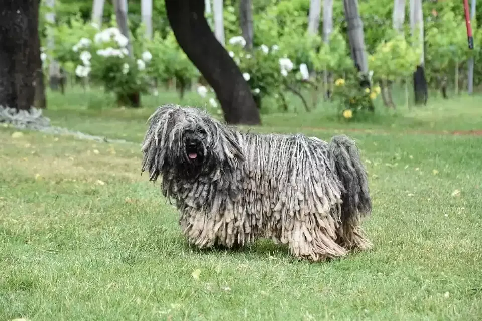 Black Puli dog with distinctive corded coat standing on grass