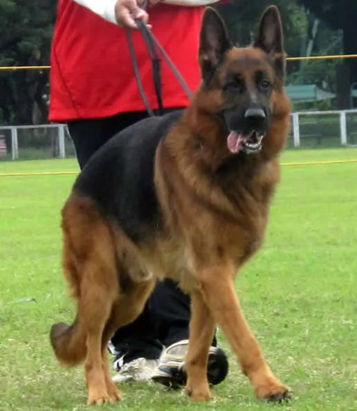 black sable german shepherd puppies for sale