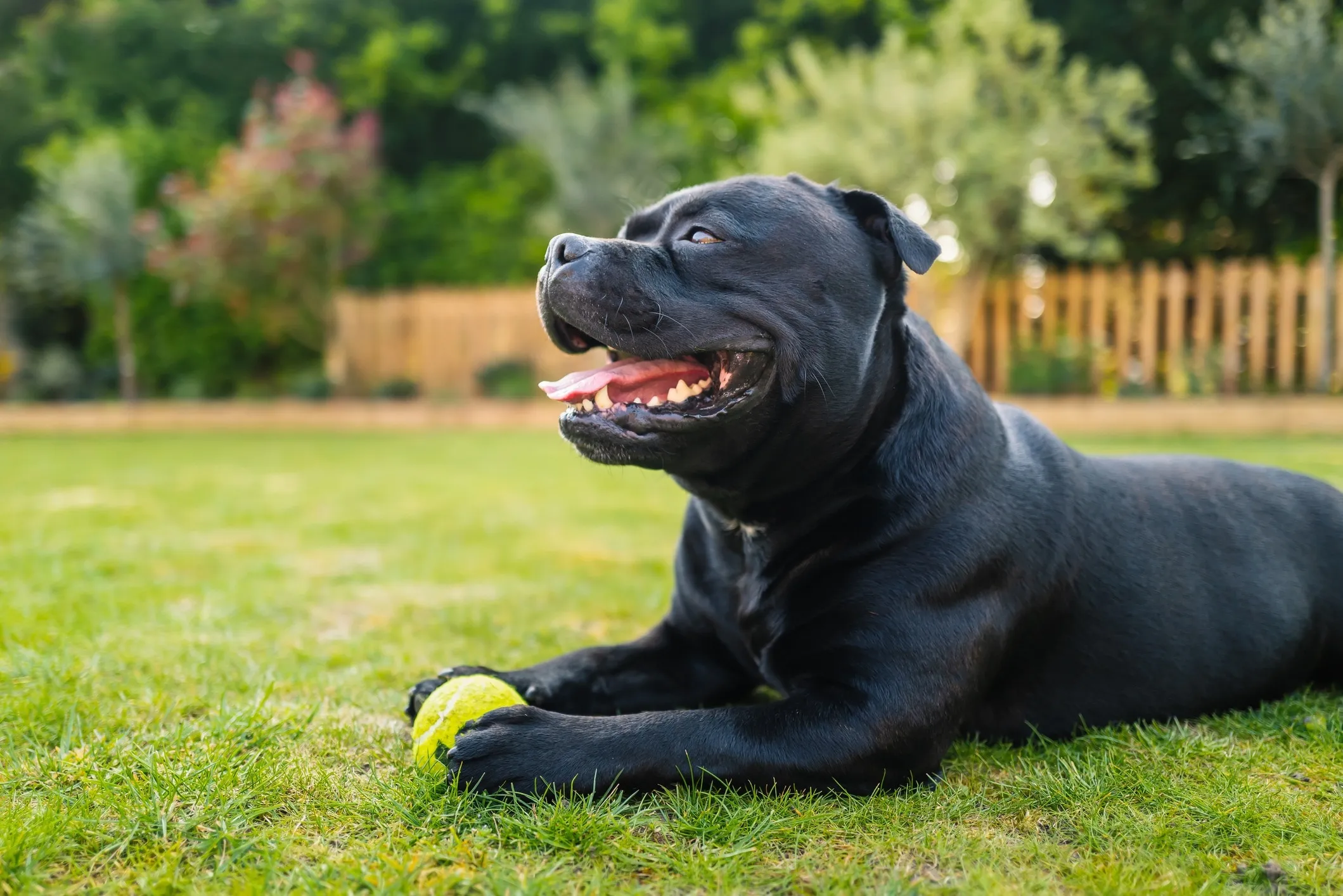 Black Staffordshire Bull Terrier with a tennis ball