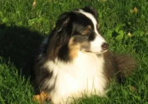Black Tri Australian Shepherd