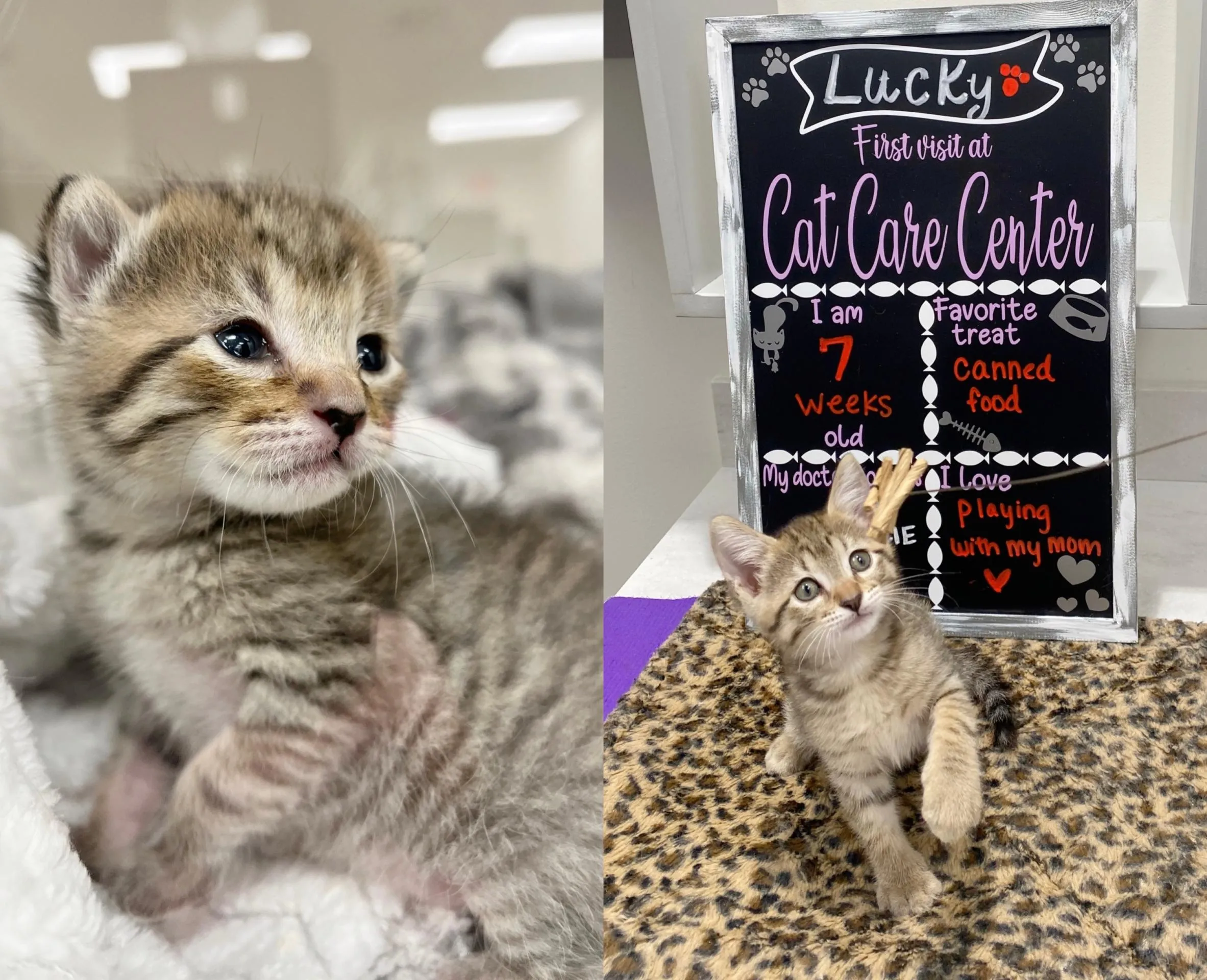 Blue-eyed kitten attentively observing, representing the crucial vaccination schedule and preventive care needs