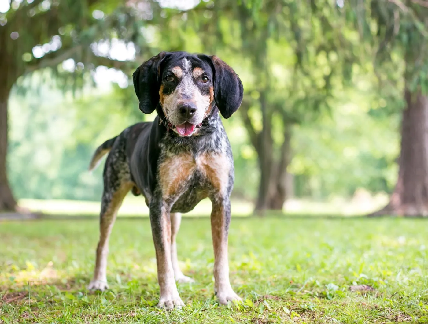 Bluetick Coonhound puppy