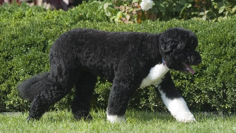 Bo, the Portuguese Water Dog, with a former U.S. President