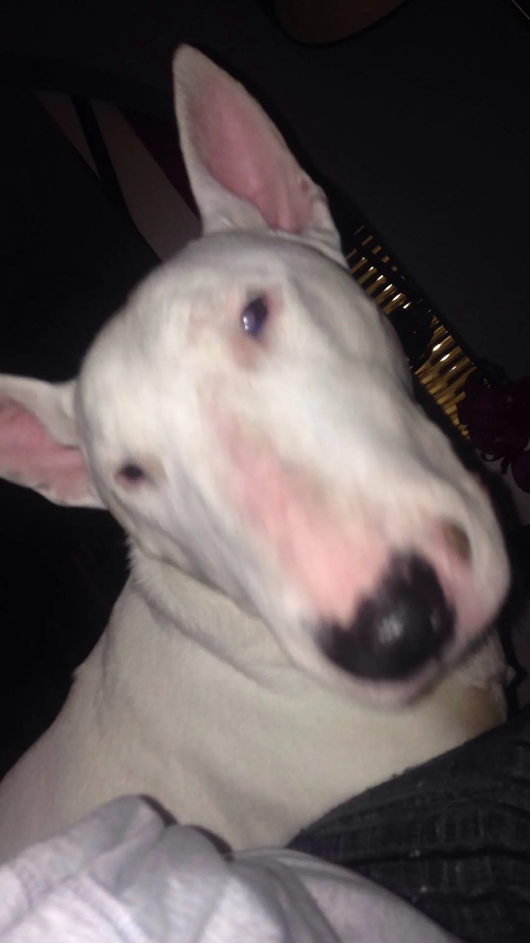 Bobby, a senior Bull Terrier, enjoying his second chance at a loving home
