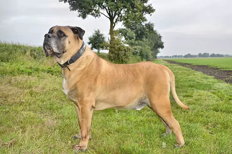 Boerboel standing outside older adult