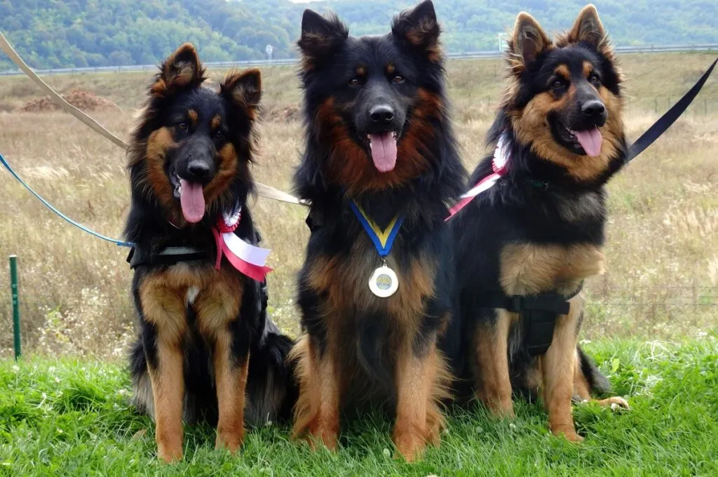 Bohemian Shepherd