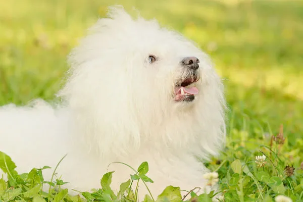 Bolognese dog with a distinctive fluffy white coat, embodying a lovable lap dog with non-shedding hair.