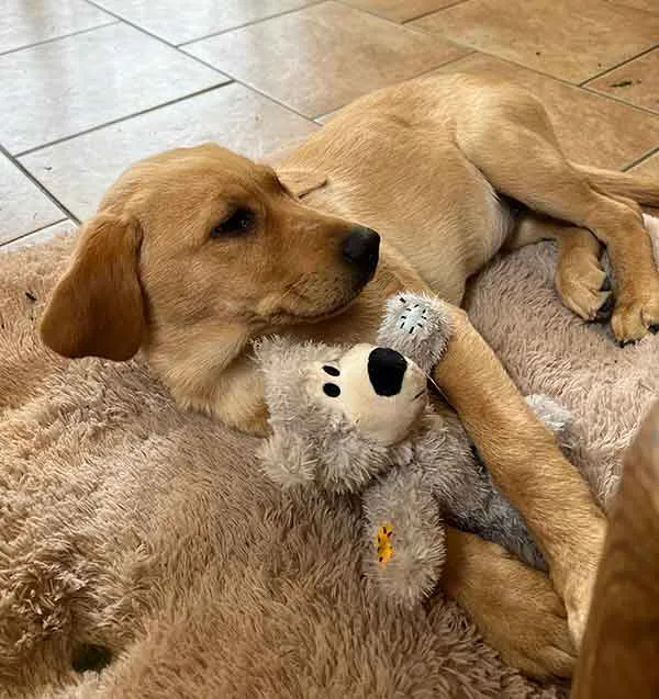 Bonnie the Labrador puppy with her small Kong Wild Knots Teddy