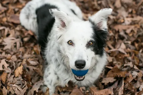 Book Club: Chaser - Unlocking the Genius of the Dog Who Knows a Thousand Words