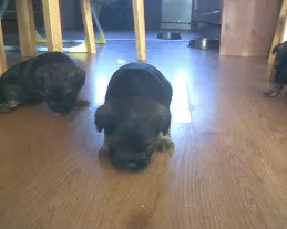 Border Terrier Pups at 3 Weeks Old