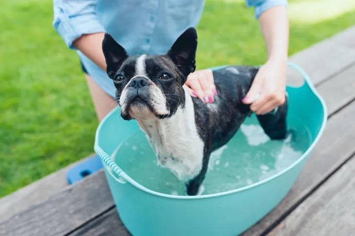 Boston Terrier getting a bath in a tub outdoors.