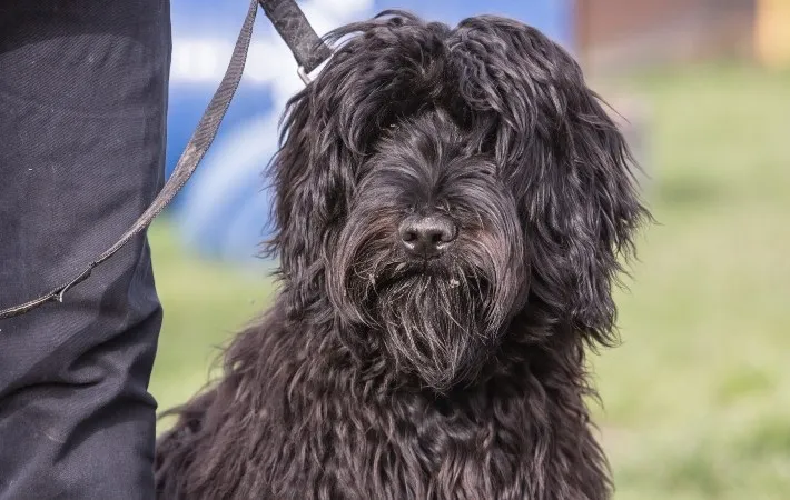 bouvier des flandres on leash
