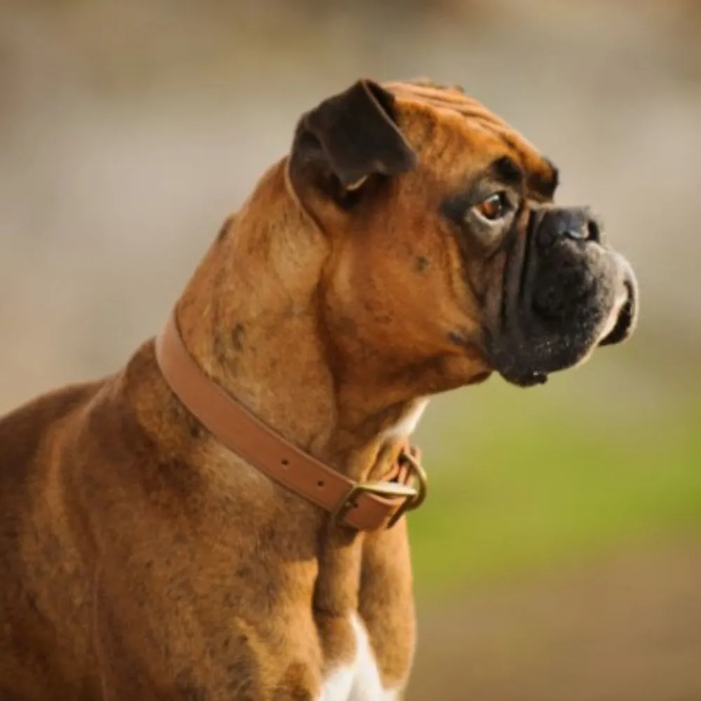 Boxer Dog breed