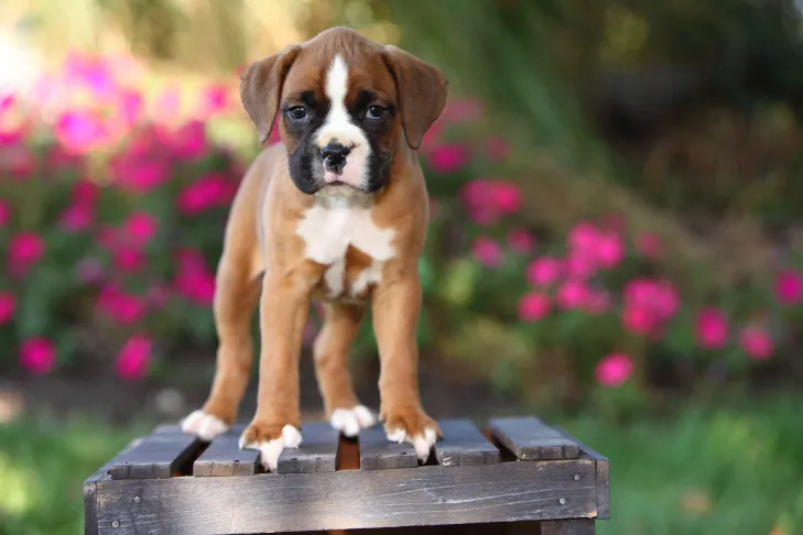 Boxer puppy maintaining a 'stand-stay' on a crate, an advanced application of the stay command after mastering duration and distance.