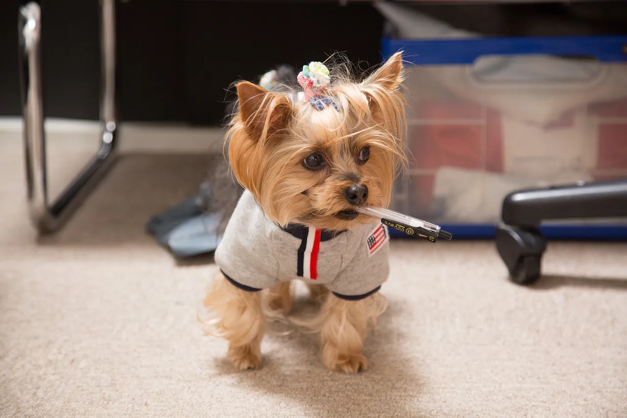 Brave Yorkshire Terrier