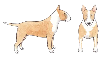 Brindle Bull Terrier with white chest and muzzle