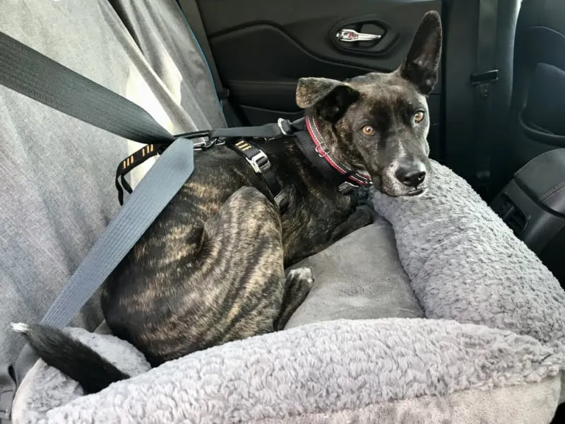 Brindle dog buckled up in a Kurgo Enhanced Strength Tru-Fit crash-tested dog harness in a car