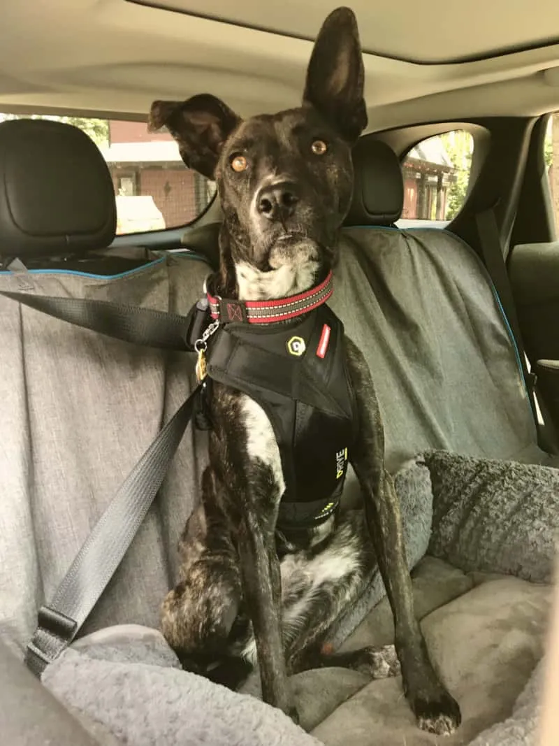 Brindle dog in an EzyDog Drive crash-tested dog harness, looking ready for travel