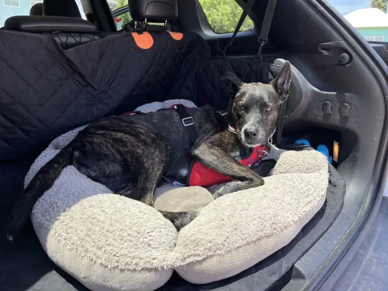 Brindle dog in crash-tested dog harness from OptimusGear