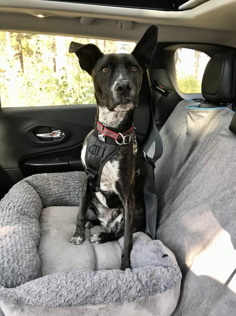 Brindle dog looking relaxed while buckled up in a Kurgo Enhanced Strength Tru-Fit crash-tested dog harness