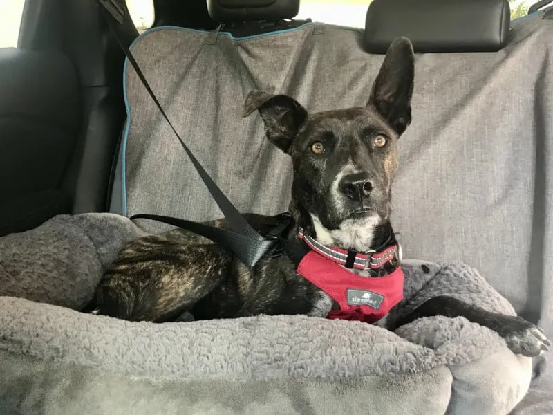 Brindle dog, Myles, securely buckled in a red Sleepypod Clickit Sport car seat belt harness, ideal for UK journeys