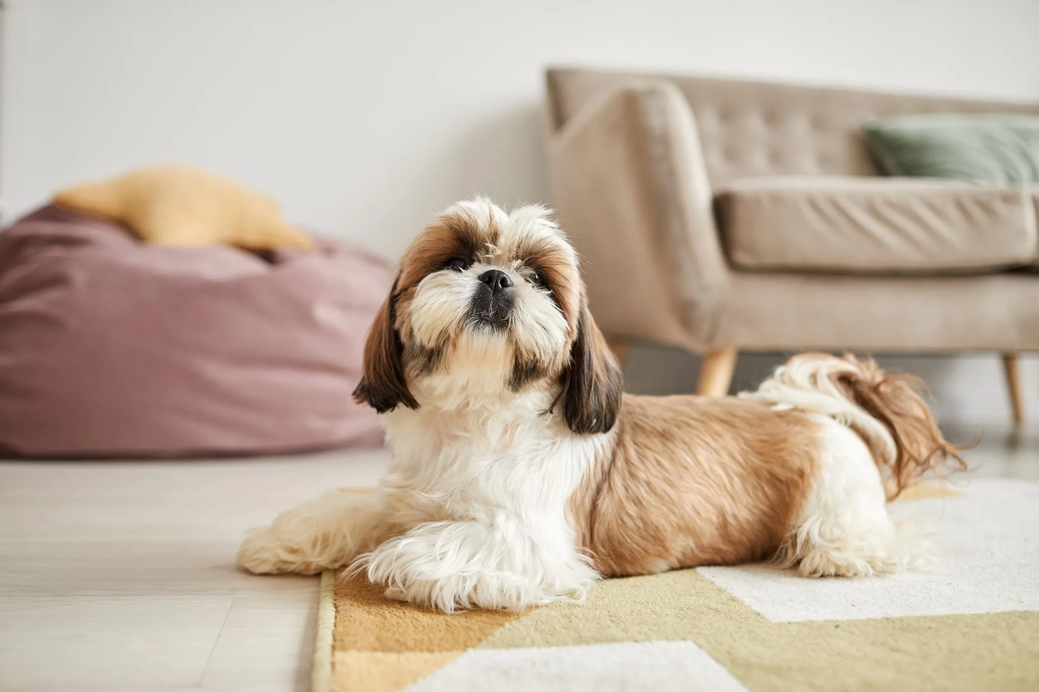 Brown and white shih tzu lying on a living room floor