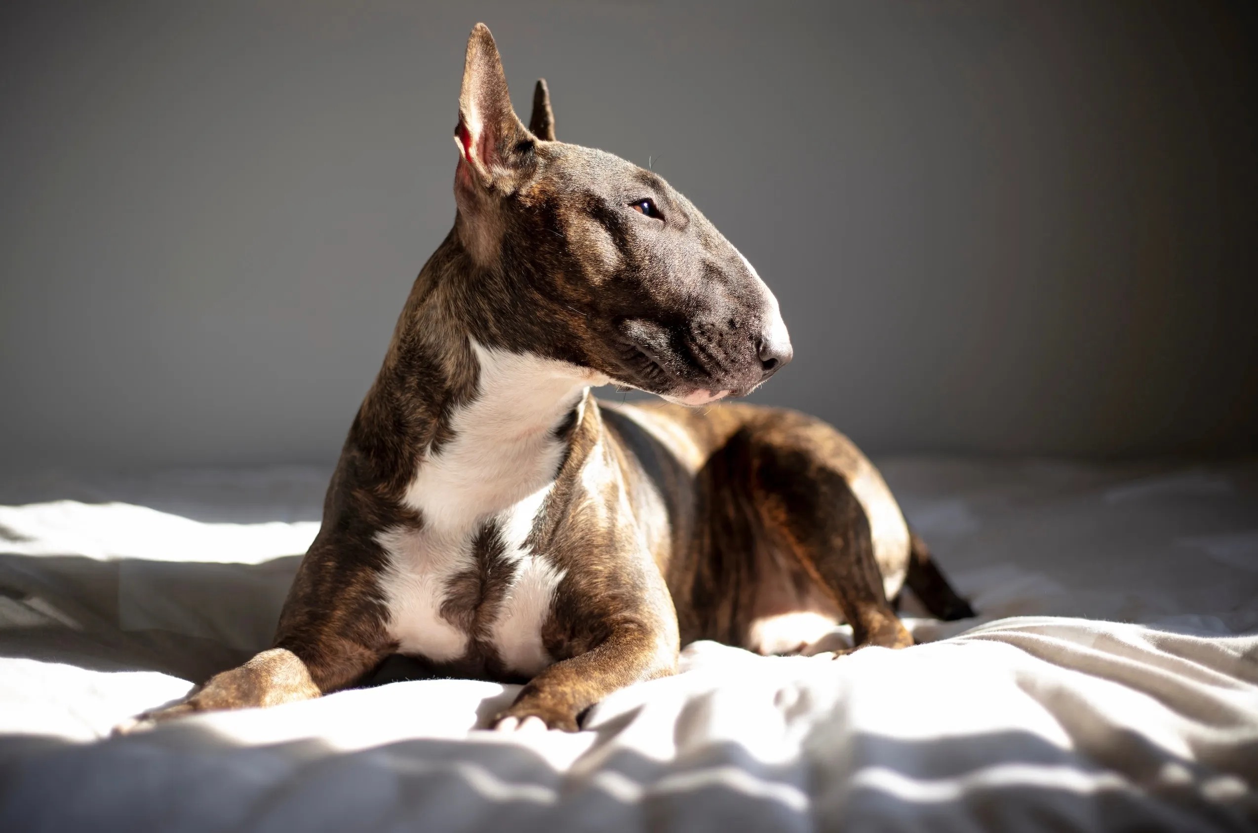 Brown brindle Bull Terrier lying on a bed and looking to the side