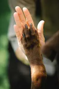 Brown dog giving a high-five to a woman, demonstrating a fun and engaging dog trick