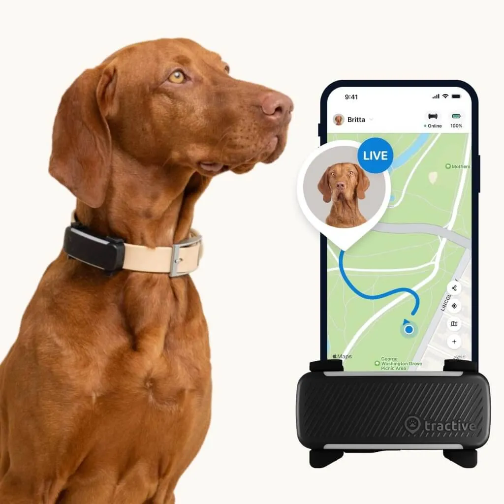 Brown dog wearing a Tractive GPS collar with an app showing live dog tracking on a phone screen, essential for off-leash safety.