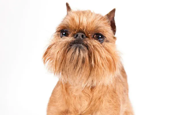 brussells griffon