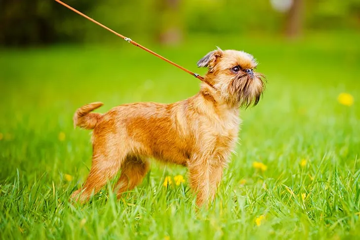 Brussels Griffon dog on a leash in a grassy field, safely enjoying outdoor exploration.