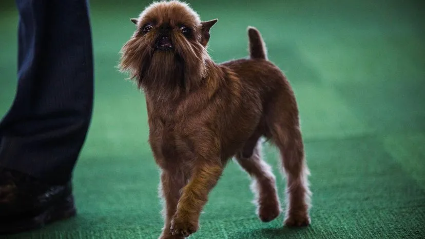 Brussels Griffon with a rough coat, an intelligent and hypoallergenic dog breed