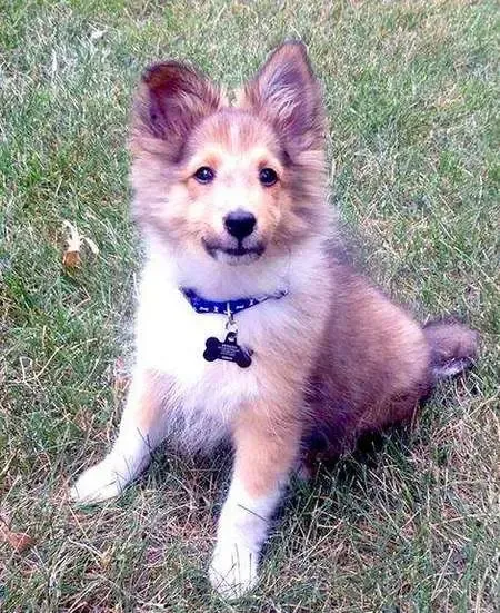 Buddy, a 12-week-old Sheltie puppy, is curious if you have any treats.