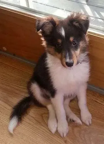 Buddy is pointing at you with four paws, nose, and tail. In dog language, this means love.